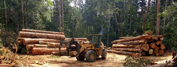 How Our Tree Care Process Works  in  Social Circle, GA
