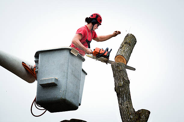 Professional Tree Care in Social Circle, GA
